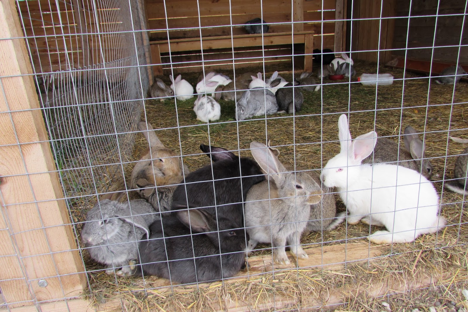 Купить кроликов ростов. Продажа кроликов. Выставка кроликов. Кролики зимой ферма. Любители крольчатины.